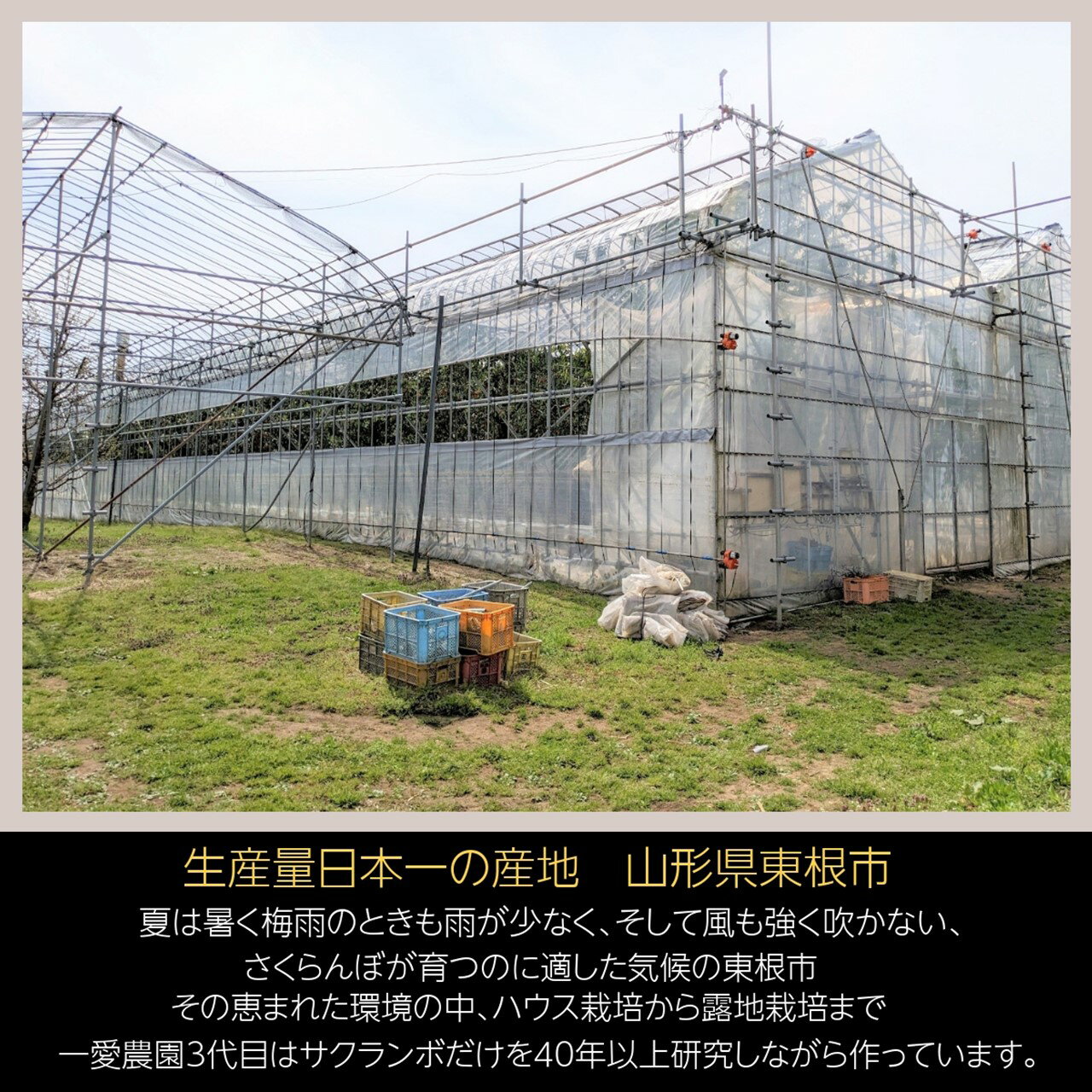 さくらんぼ 【一愛農園】 佐藤錦 700g 秀 M/L 山形県東根市 《6/中旬～6/下旬の出荷》