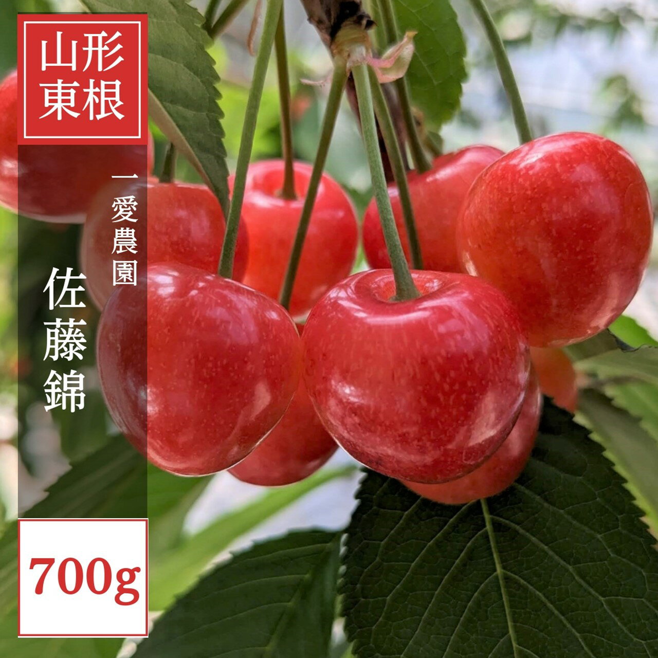 さくらんぼ 【一愛農園】 佐藤錦 700g 秀 M/L 山形県東根市 《6/中旬~6/下旬の出荷》