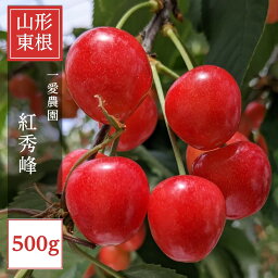 さくらんぼ 【一愛農園】 紅秀峰 500g 秀 サイズ2L 山形県東根市 《6/下旬～7/上旬の出荷》