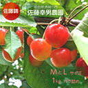 さくらんぼ 【佐藤幸男農園】 佐藤錦 ML混合 1kg バラ詰 福島県 《6/中旬〜6/下旬の出荷》
