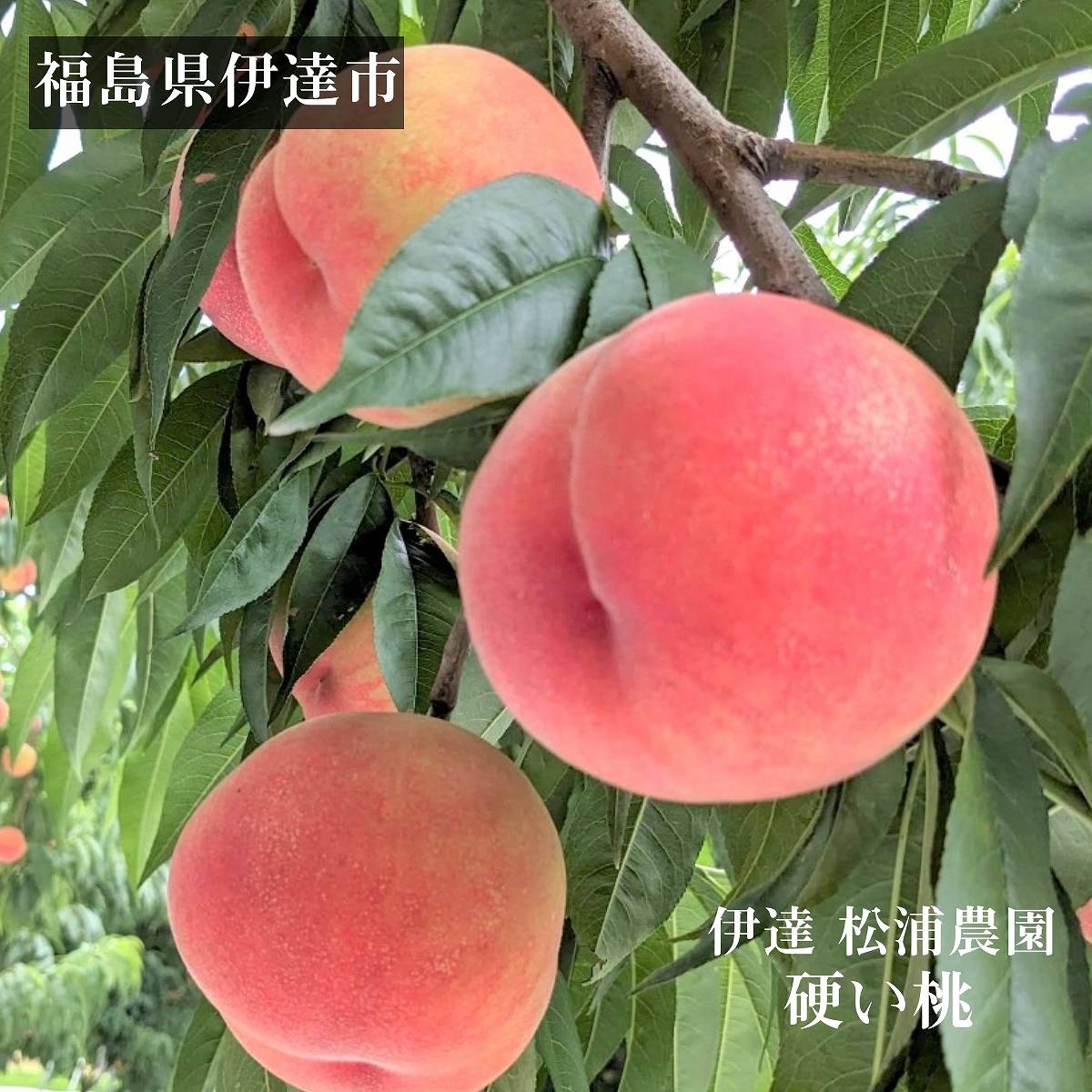 桃 【伊達 松浦農園】 硬い もも 2kg 5~7個 福島県 伊達市 《7/下旬~8/上旬出荷》