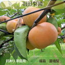 梨 【羽田梨園】 萱場の梨 5kg 訳あり 家庭用 福島県 福島市《9/上旬~9/中旬より出荷》