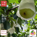 梨 【 アウーファーム 】 白井の梨 かおり 5kg 5~8個 贈答用 しろいの梨 千葉県白井市《9/中旬~10/上旬の出荷》