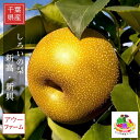 梨 【 アウーファーム 】 白井の梨 新高 新興 5kg 5~12個 贈答用 しろいの梨 千葉県白井市《9/下旬~10/上旬より出荷》