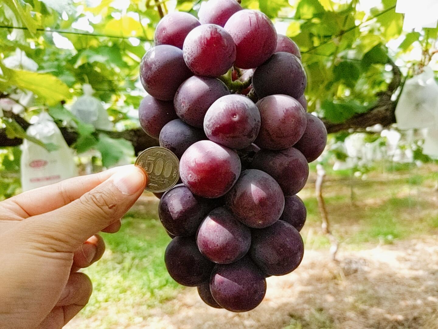 ぶどう ぶどう 【佐藤果樹園】 あづましずく 1.5kg 2〜3房 贈答用 福島県 ブドウ 葡萄 《8/中旬～下旬出荷》