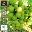 ぶどう 【箭内厳雄果樹園】 シャインマスカット 約1.8kg 2〜3房 家庭用 訳あり 福島県 《10/上旬より出荷開始》