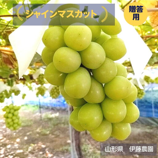 ぶどう 【伊藤農園】 葡萄 シャインマスカット 1房 秀 約700g 化粧箱 贈答用 山形県 《9/中旬~9/下旬より出荷》 フルーツ 果物 ぶどう 【伊藤農園】 葡萄 シャインマスカット 1房 秀 約700g 化粧箱 贈答用 山形県 《9/中旬~9/下旬より出荷》 フルーツ 果物