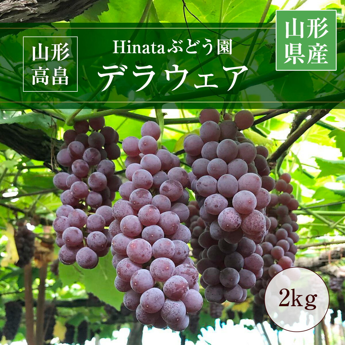 ֤ɤ Hinata֤ɤ ǥ饦 2kg L~2L 1216˼ ȫĮ 7/ܡ8/ܤνв١