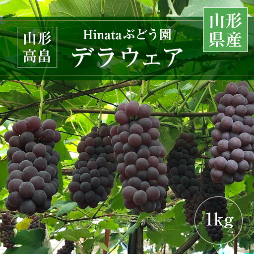 ぶどう 【Hinataぶどう園】 デラウェア 1kg L~2L 6~7房 山形県高畠町 《7/下旬~8/中旬の出荷》 ぶどう 【Hinataぶどう園】 デラウェア 1kg L~2L 6~7房 山形県高畠町 《7/下旬~8/中旬の出荷》