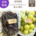 ぶどう 【境果樹園】 富士の輝き シャインマスカット 1房ずつ 約1kg 長野県須坂市 《10/上旬~10/中旬より出荷》