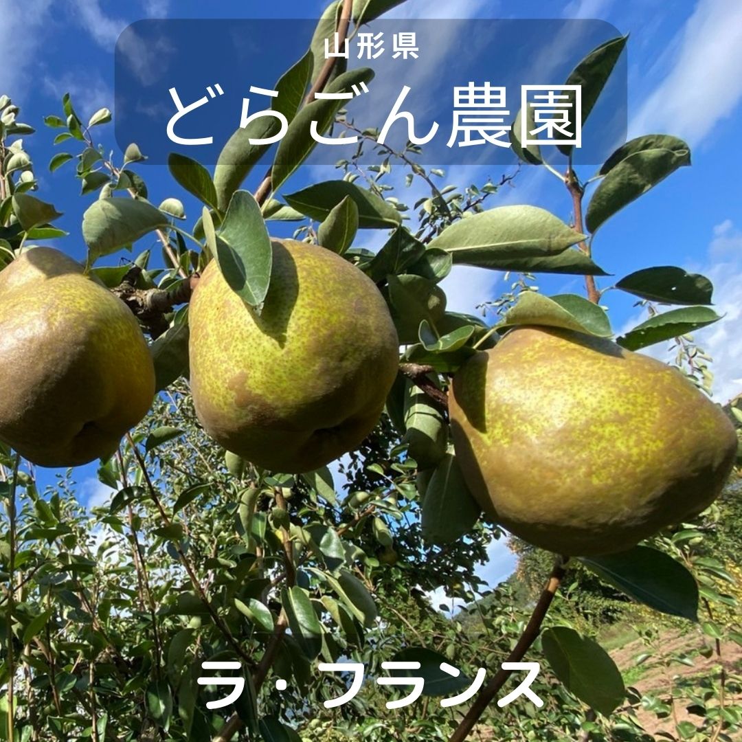 洋梨 【どらごん農園】 洋なし ラ・フランス 2kg 6～9玉 山形県 東根市 ラフランス 《11/中旬～11/下旬より出荷》