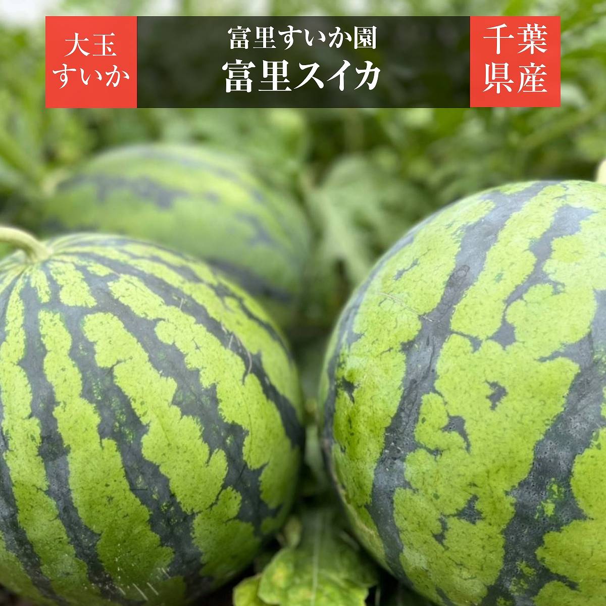 スイカ 【富里すいか園】 富里スイカ L～2L 6～8kg 1個 千葉県富里市 すいか 父の日 《5/中旬～5/下旬より出荷》