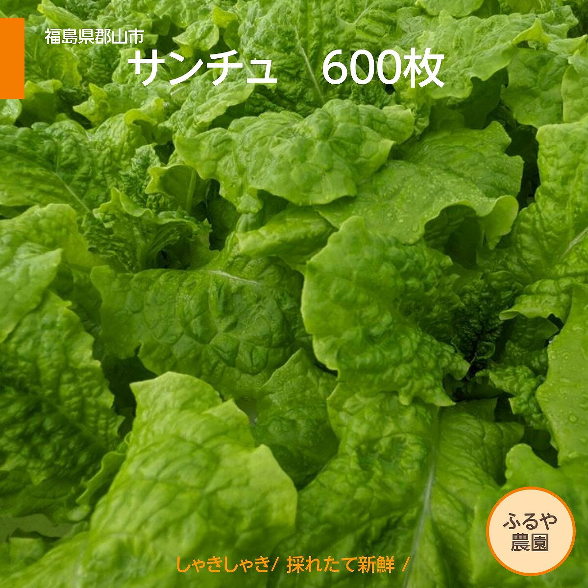 サンチュ 【ふるや農園】 600枚 業務用 福島県 当日収穫 新鮮