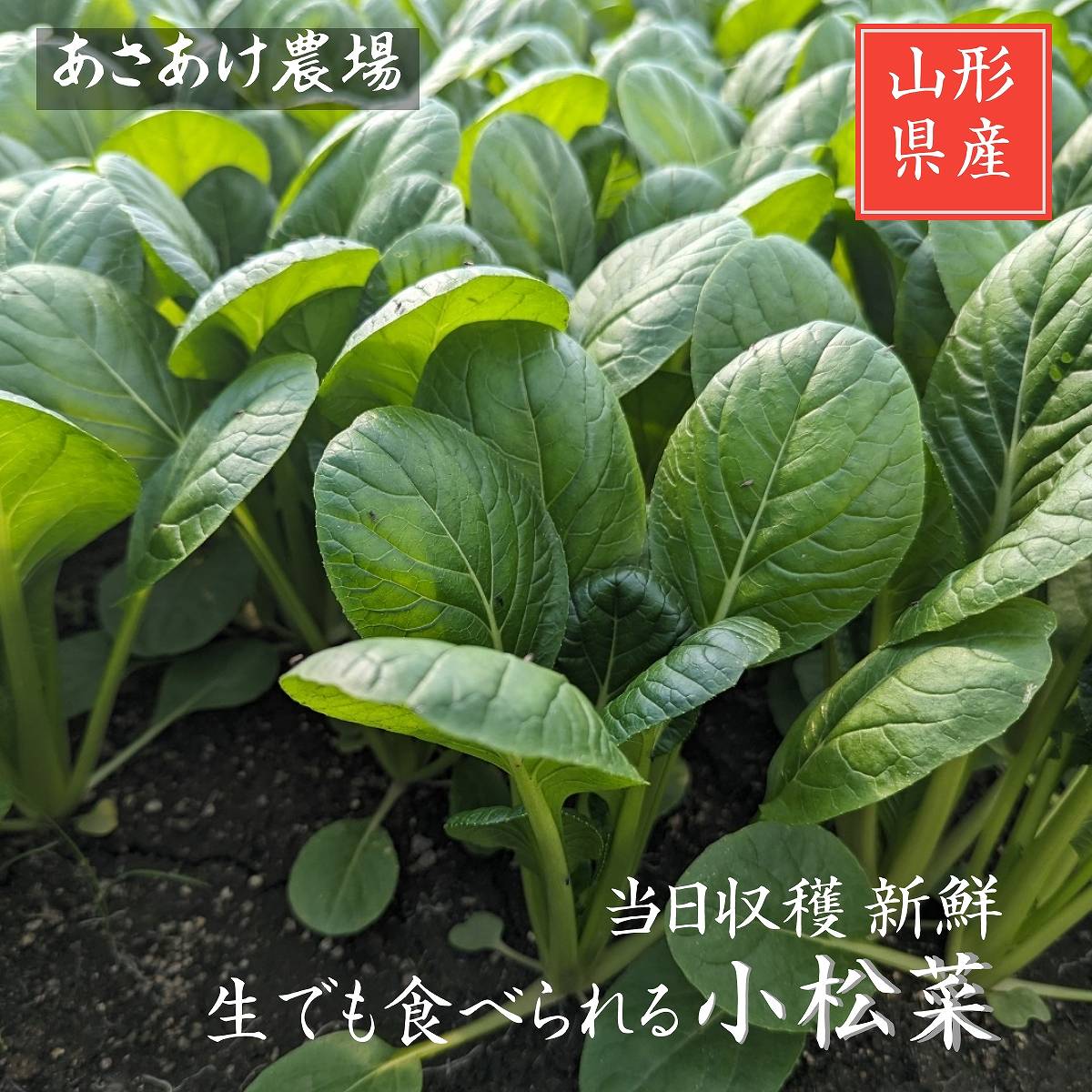 小松菜 【あさあけ農場】 150g×40袋 6kg 通年販売 当日収穫 山形県尾花沢市 業務用