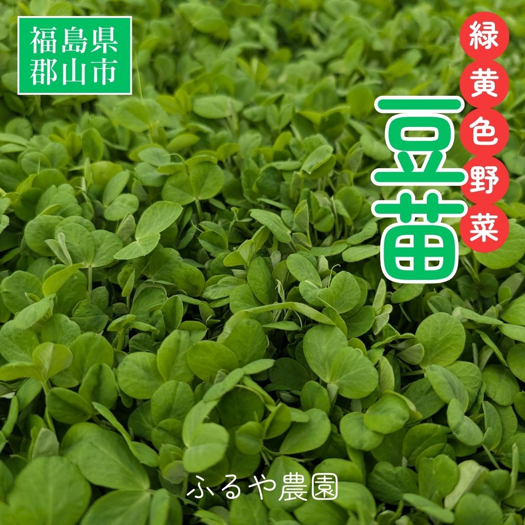 豆苗 【ふるや農園】 クール便 根なし 70g×50袋 3.5kg 業務用 福島県 当日収穫 新鮮