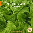 サンチュ 【ふるや農園】 常温便 300枚 業務用 福島県 当日収穫 新鮮