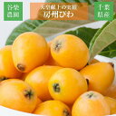 びわ 【谷柴農園】 房州びわ 大粒 2L 12個 1kg 贈答用 枇杷 千葉県南房総市 天皇献上の実績 母の日 父の日 《4/下旬~5/上旬より出荷》