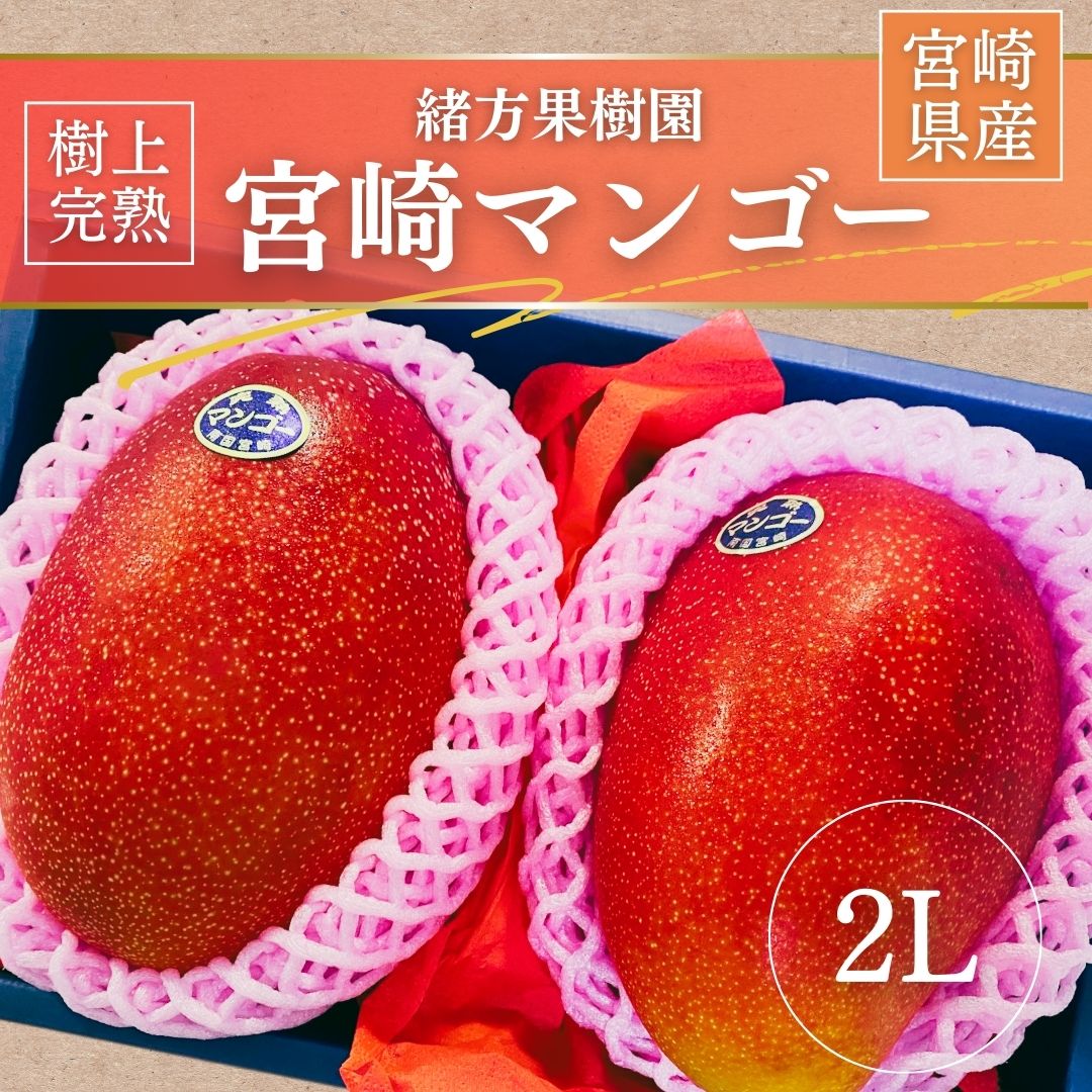 マンゴー 【緒方果樹園】 完熟マンゴー 2L 2個 700g 贈答用 宮崎県宮崎市 《5/上~5/中より出荷》
