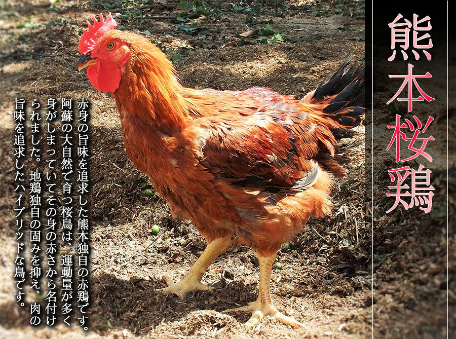【赤鶏】 【ささみ】【約145g~160g】鶏肉 宮崎県産 鳥肉 とり肉 チキン 鶏ささみ ...