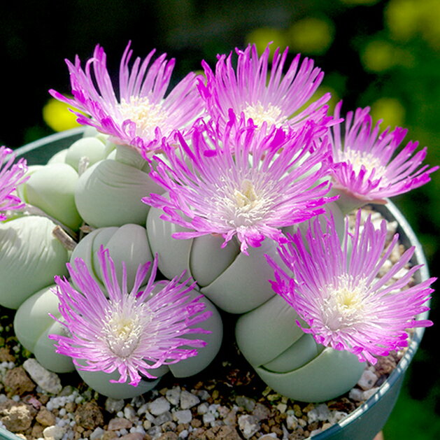 ギバエウム コンプトニー 自家採種25粒 実生 栽培方法付 多肉植物 ピンク 多肉植物通販 多肉植物苗 多..