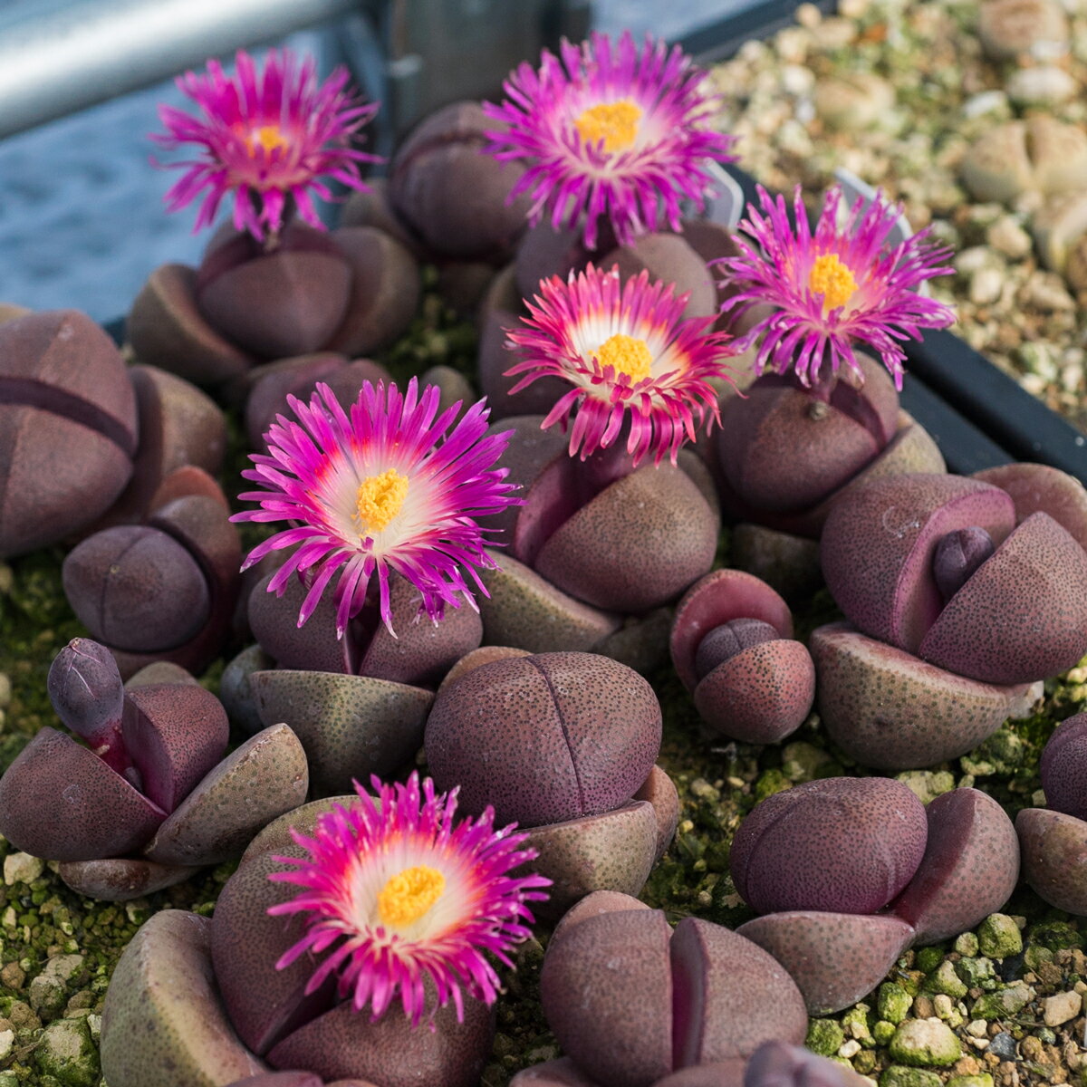 プレイオスピロス 紫 帝玉 自家採種 25粒 多肉植物 ハマミズナ科 種子 Pleiospilos nelii 'Royal Flush..
