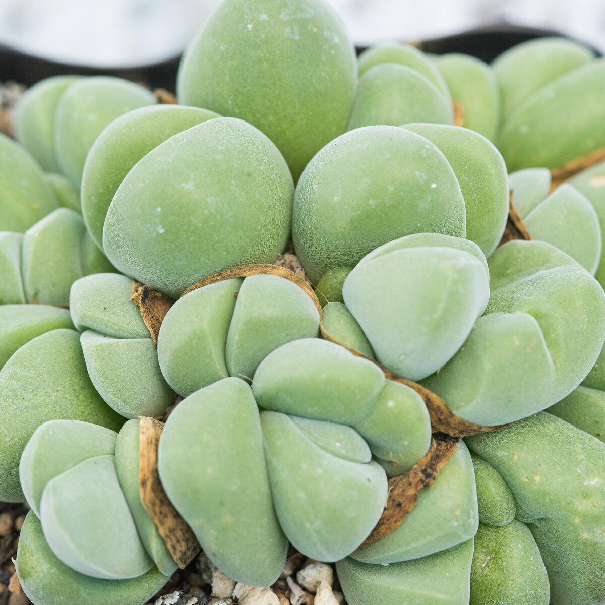 ギバエウム ディスパー 無比玉 自家採種 25粒（30カウント）実生 栽培説明書付 送料無料 第4種郵便 多..