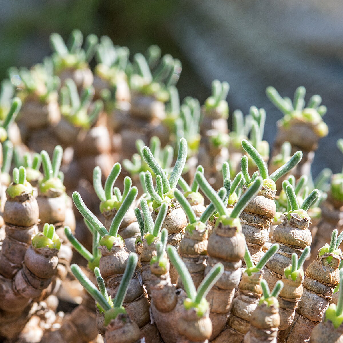 モニラリア モニリフォルミス 25粒 2025秋 発芽率90% 自家採種 25粒（30） 実生 送料無料 うさぎ みみ 多肉 植物 可愛い 多肉植物 ハマミズナ科 メセン グリーン 白花 多年草 塊根 多肉植物苗 多肉苗 多肉販売 多肉植物通販 観葉植物 ガーデニング 園芸 屋内栽培は無理