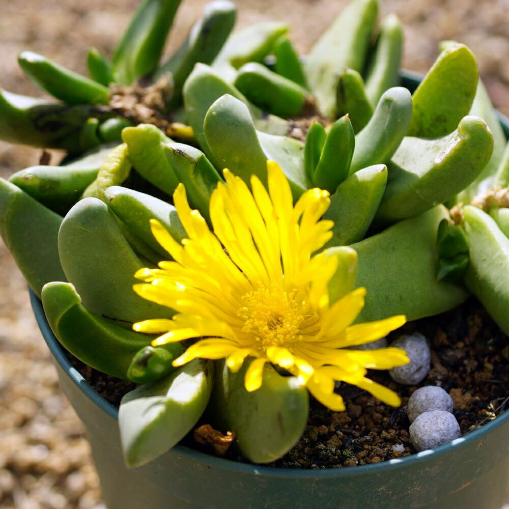 25粒 グロッチフィルム　香り花（フレグランス）自家採種　実生・栽培説明書付　実生 香り花 人気 観葉..