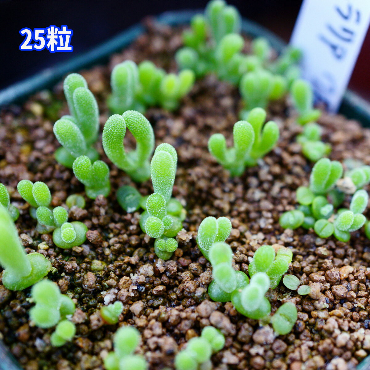 種まきセット「25粒!!」25年自家採種90％発芽　モニラリア モニリフォルミス 自家採種 栽培説明書付 多..