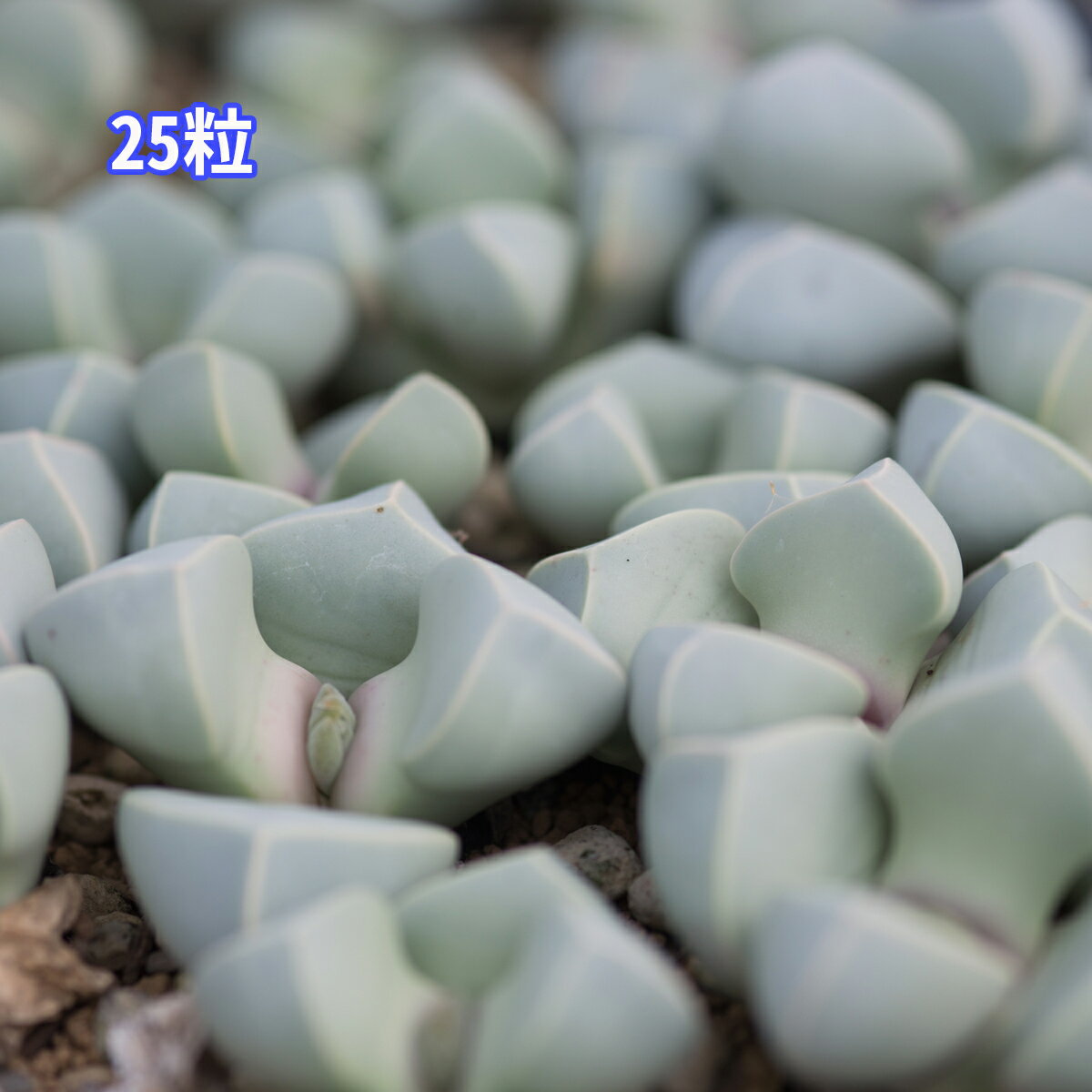 25粒 ラピダリア 魔玉 自家採種 実生 栽培説明書付（30カウント） 送料無料 多肉 植物 多年草 ハマミズ..