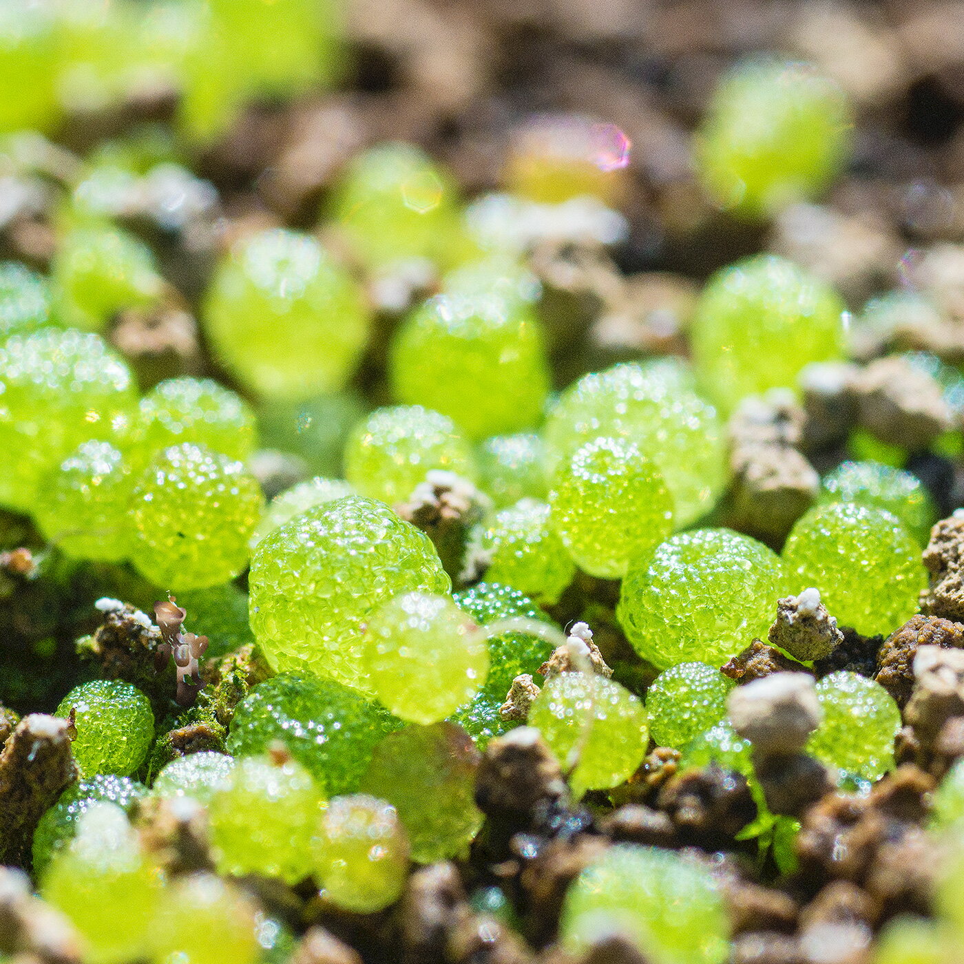 コノフィツム ブルゲリ 自家採種 60粒 種まきセット 花園 実生 キット 実生 ピンク 花 人気 透明 観葉..