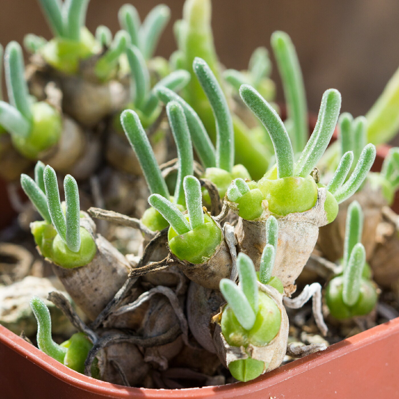 モニラリア　モリニフォルミス自家採種10粒 発芽率90% 800円〒込（送四〒)2025秋 自家採種 実生 送料無..