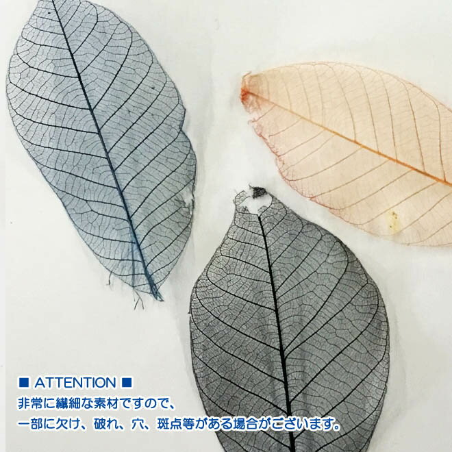 �ߥˡ�������ȥ�꡼�� �ɥ饤�ե� �� �ֺ� �Ǻ� ���� �� �ѡ��� ����󥸥��� �ʥ����� �����Ǻ� ���� ����ƥꥢ�ե� �ץꥶ���֥� �ǥ����ץ쥤 ����å� �꡼�� �֡��� �ϡ��Хꥦ�� ���� ���ڻ� ���� ��������