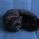 ニニアンドキノ パーフェクトペット (大サイズ) 黒猫 ぬいぐるみ 猫 ねこ ネコ リアル 本物 そっくり 雑貨 動物 アニマル 癒し 動く プレゼント ギフト お祝い かわいい 猫のぬいぐるみ