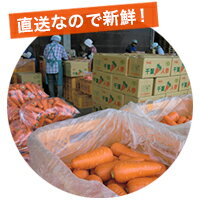 直送なので安心!