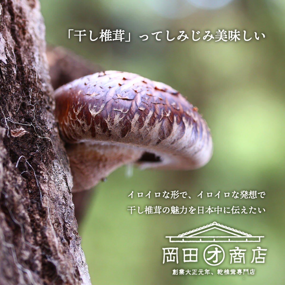 ギフト 干し椎茸 [岡田商店] 九州産椎茸 ギフト 200g 椎茸ギフト 特選椎茸 干ししいたけ 贈り物 宮崎県 箱入 木箱 進物 プレゼント 九州産 お取り寄せ おとりよせ お取り寄せグルメ お中元 お歳暮 お礼品 九州 お土産 手土産 贈答品 食物繊維 ビタミンD 健康 にじデパ