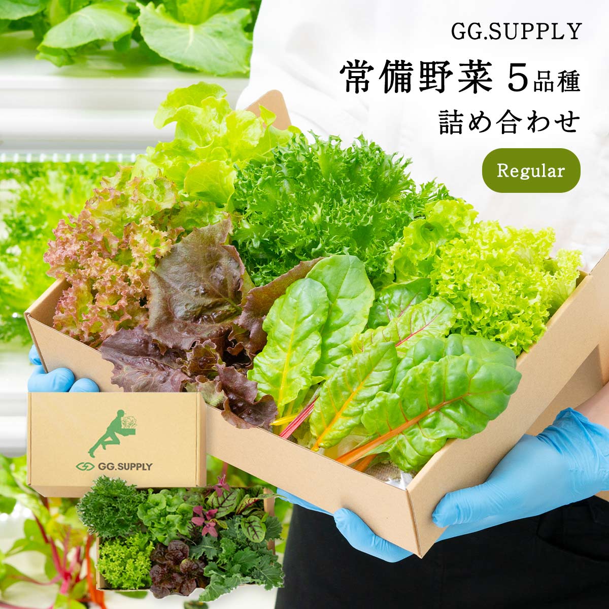 [GG.SUPPLY] 野菜 Regular 常備野菜 5品種 