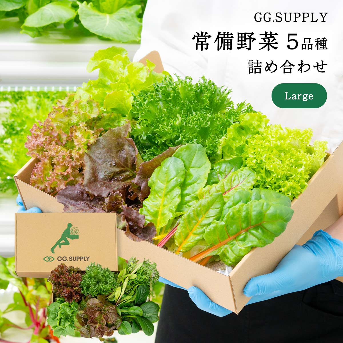 [GG.SUPPLY] 野菜 Large 常備野菜 5品種 