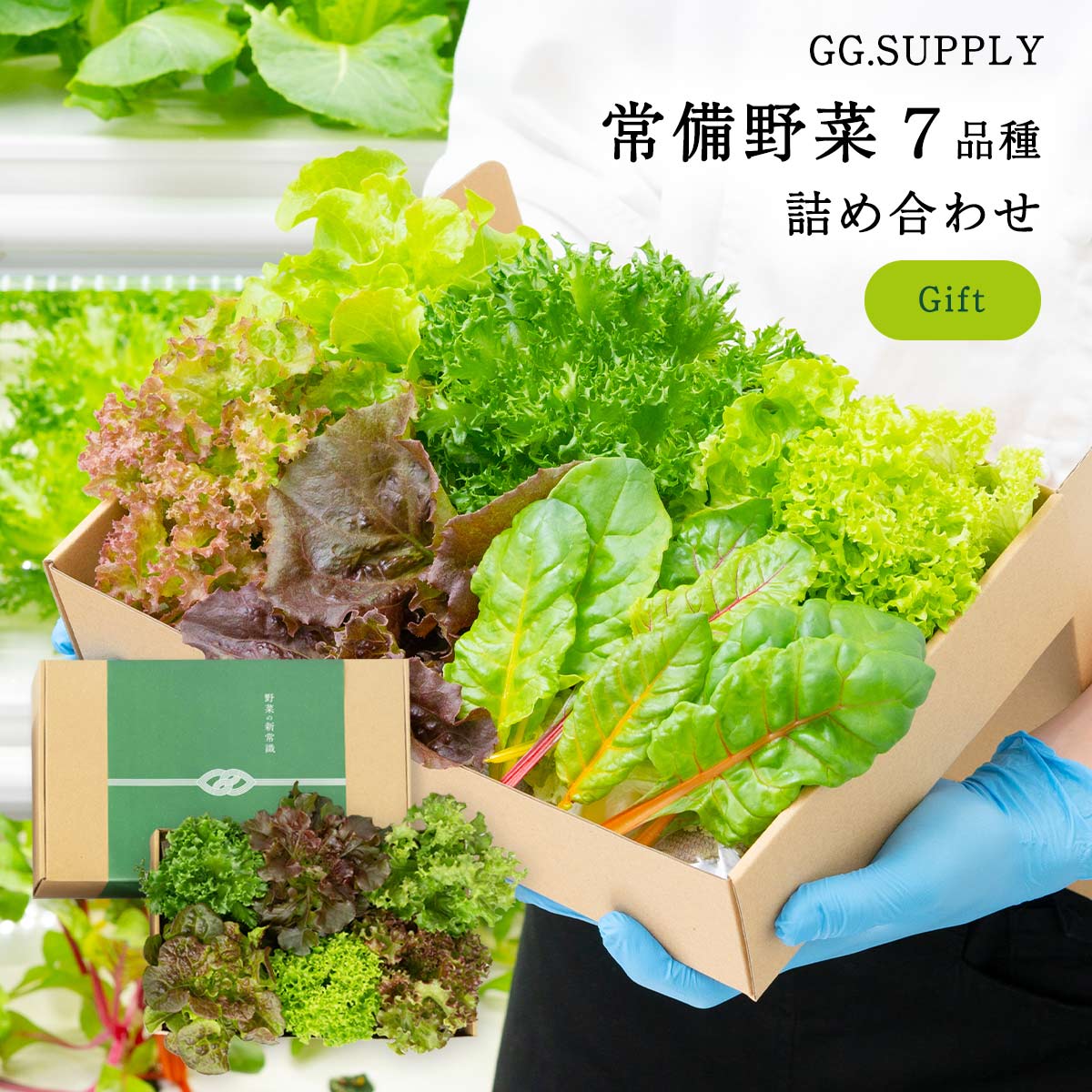 [GG.SUPPLY] 野菜 Gift 常備野菜 7品種の