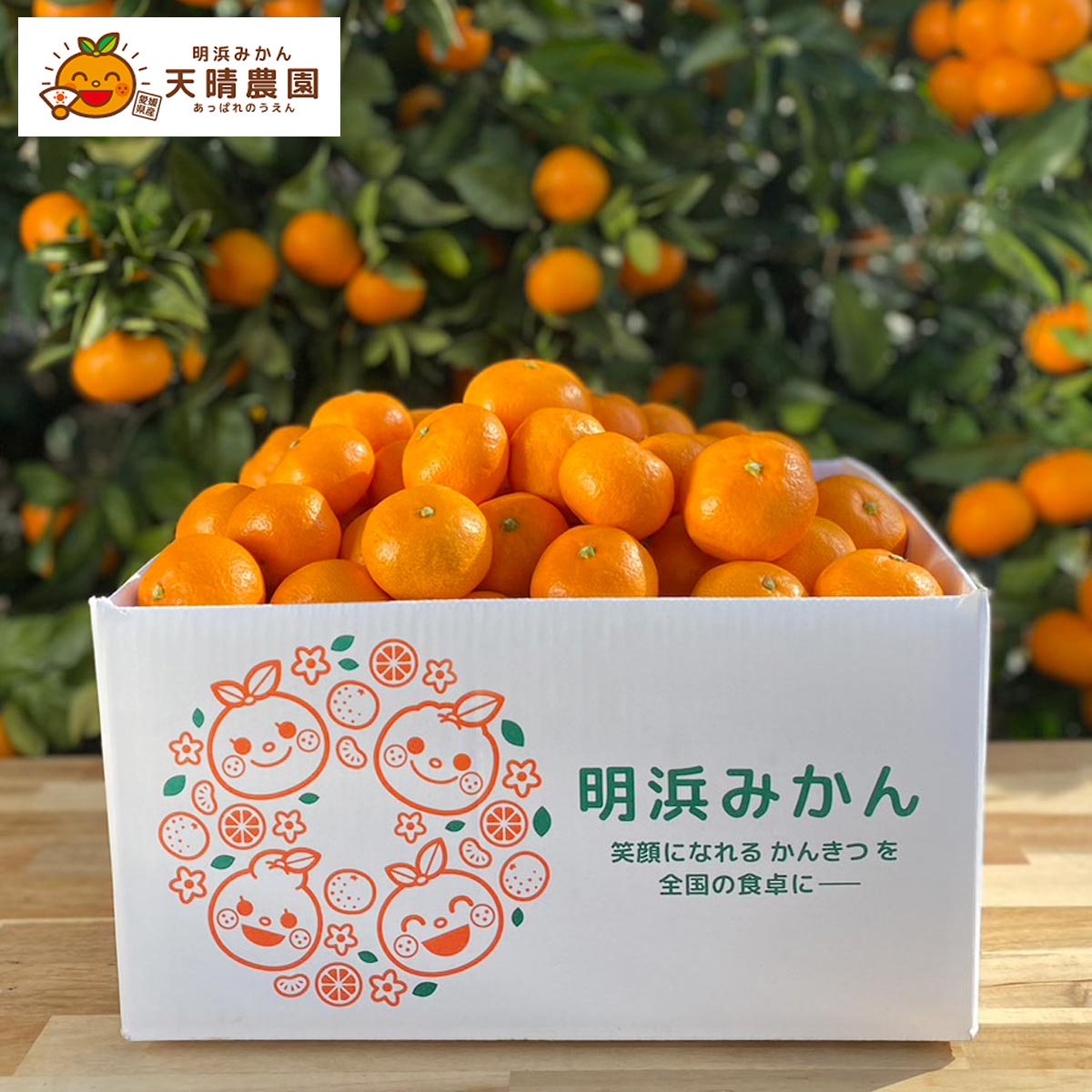 みかん 訳アリ 10kg [天晴農園] 愛媛県産 天晴みかん(温州みかん) 訳アリ 10kg /規格外 訳アリ みかん 温州みかん 愛媛 明浜 おいしい 柑橘 蜜柑 天晴農園 あっぱれみかん 国産