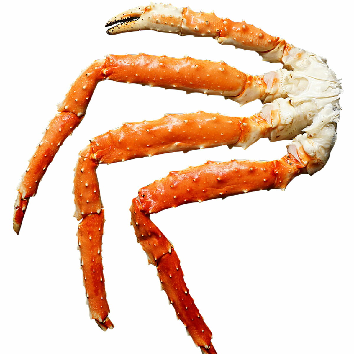 100 の保証 たらばがに脚 1肩入 1kg 蟹 特大 タラバガニ 極太 たらばがに 冷凍 カニ ボイル 北海道グルメ 海鮮 そうべい 値引 Hotelelcandil Com 100 の保証 たらばがに脚 1肩入 1kg 蟹 特大 タラバガニ 極太 たらばがに 冷凍 カニ ボイル 北海道グルメ 海鮮 そうべい 値引 Hotelelcandil Com