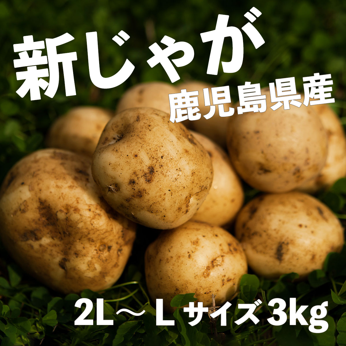 送料無料 新じゃがいも 鹿児島県・長崎県産 春じゃがいも ニシユタカ 秀品 2L〜L 3kg 皮ごと美味しい 新ばれいしょ 馬鈴薯 岐阜県 ※期間限定商品