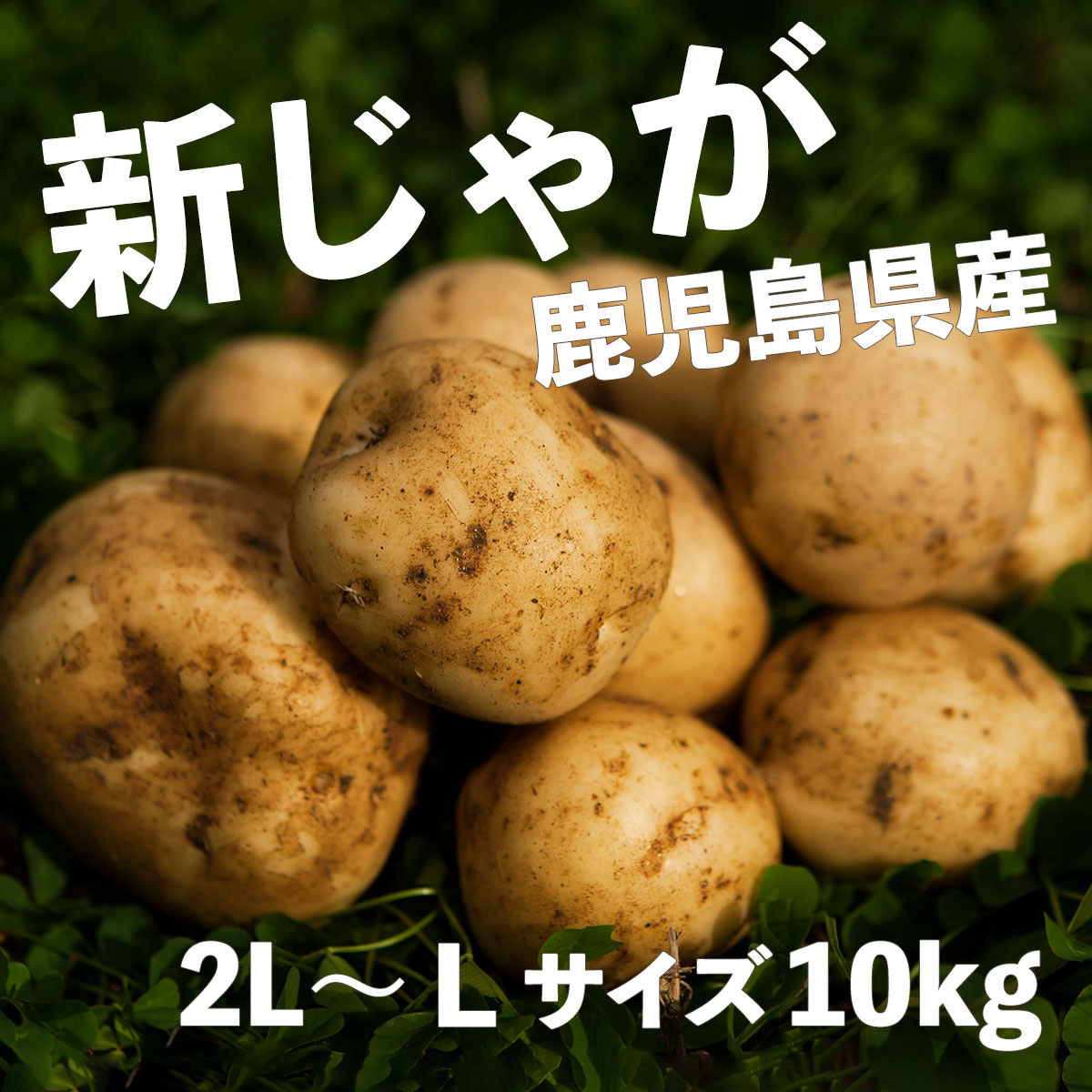 送料無料 新じゃがいも 鹿児島県・長崎県産 春じゃがいも ニシユタカ 秀品 2L～L 10kg 皮ごと美味しい新ばれいしょ 馬鈴薯 岐阜県 期間限定商品