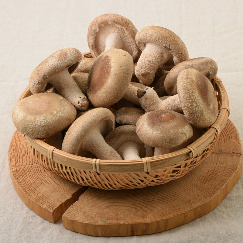 京都が育んだきのこ(菌床生しいたけ)〔しいたけ200g×5袋〕