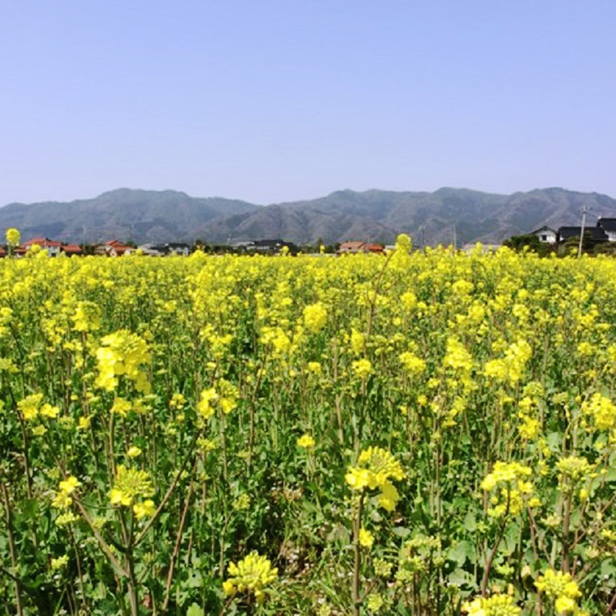出雲の菜種油 270g 3本 セット 贈答用 箱入 食用油 調味料 国産 無調合 炒め油 一番搾り なたね油 揚げ油 純正 食用 油 島根県 影山製油所 nipponselect-10076119 産直お取り寄せNセレクト サンプル画像3