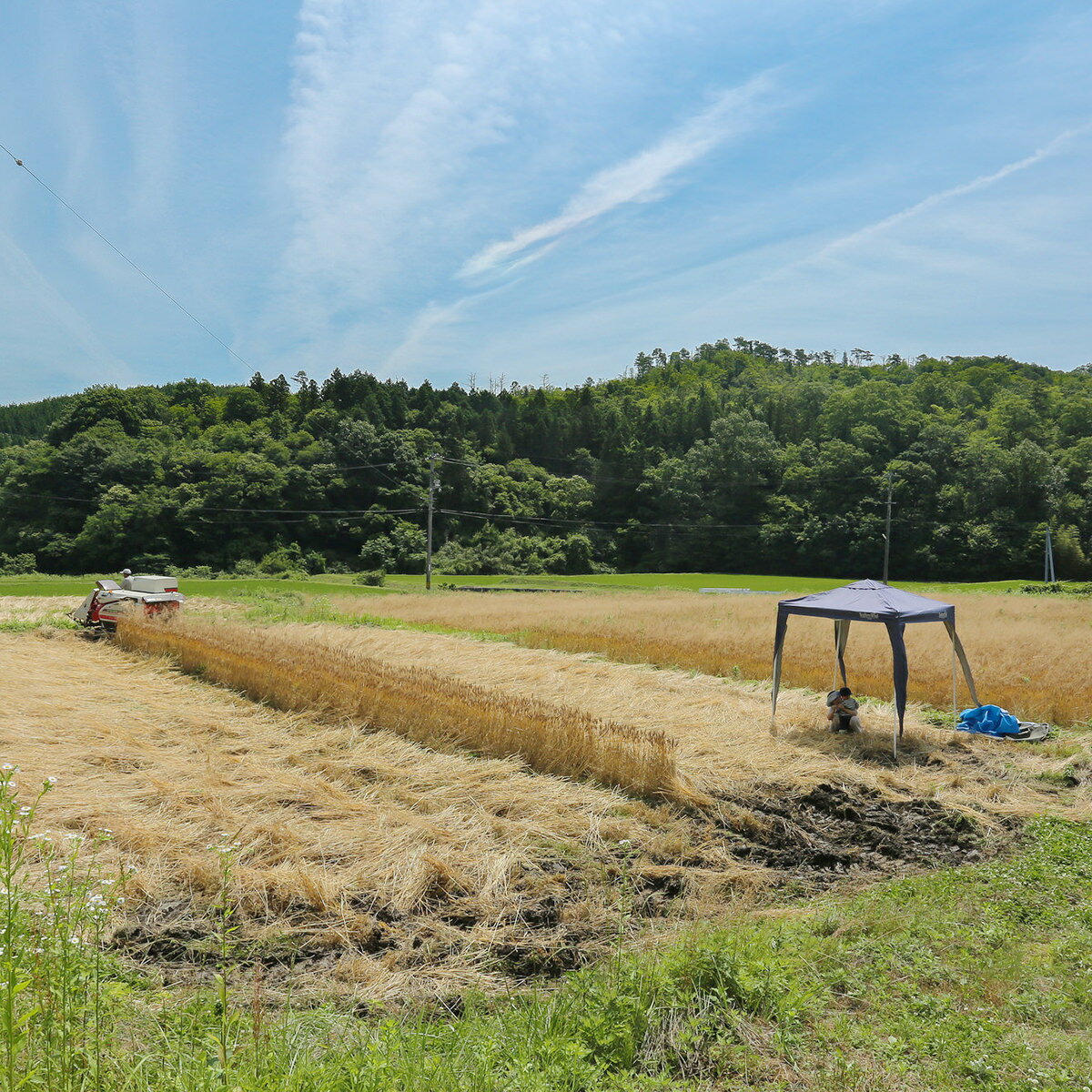 ���ؤ����ꥸ�ʥ�ѥ� �������ȥ��å� 7�� �͹礻 �ѥ� �ѥ� ���ѥ� ���祳 �ɥ饤�ե롼�� ���ϥ� ������ ŷ������ ����ȯ�� ����ѥ� �ѿ� ī�� �����ѥ� �ȡ����� ���ؤ����ե�����