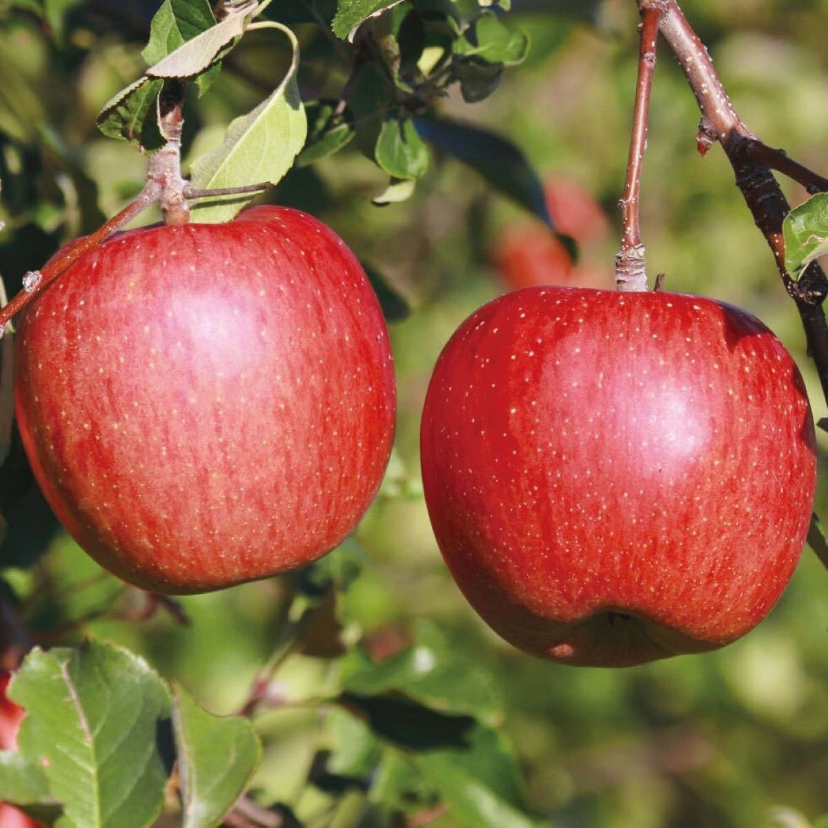 甚八りんご産直便 サンふじ ご家庭用 訳あり 5kg 果物 青森県産 リンゴ 青果 新鮮 りんご 産地直送 林檎 フルーツ