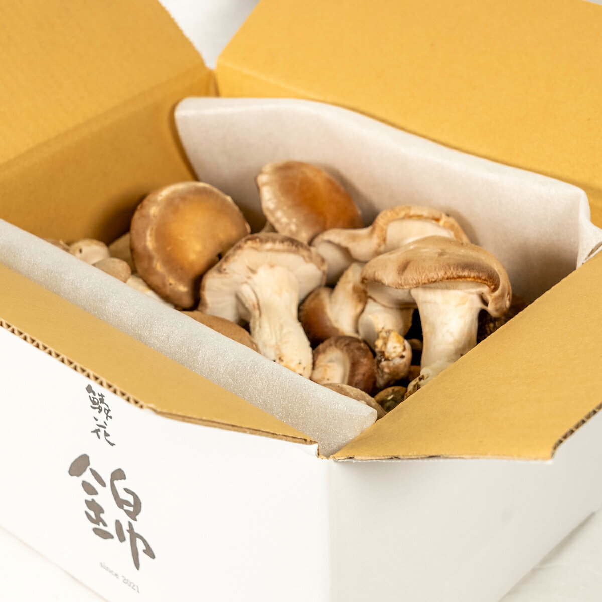 椎茸 鱗花 錦 約1kg しいたけ 肉厚 濃厚 菌床しいたけ 国産 秋田県 シイタケ きのこ Pil ...