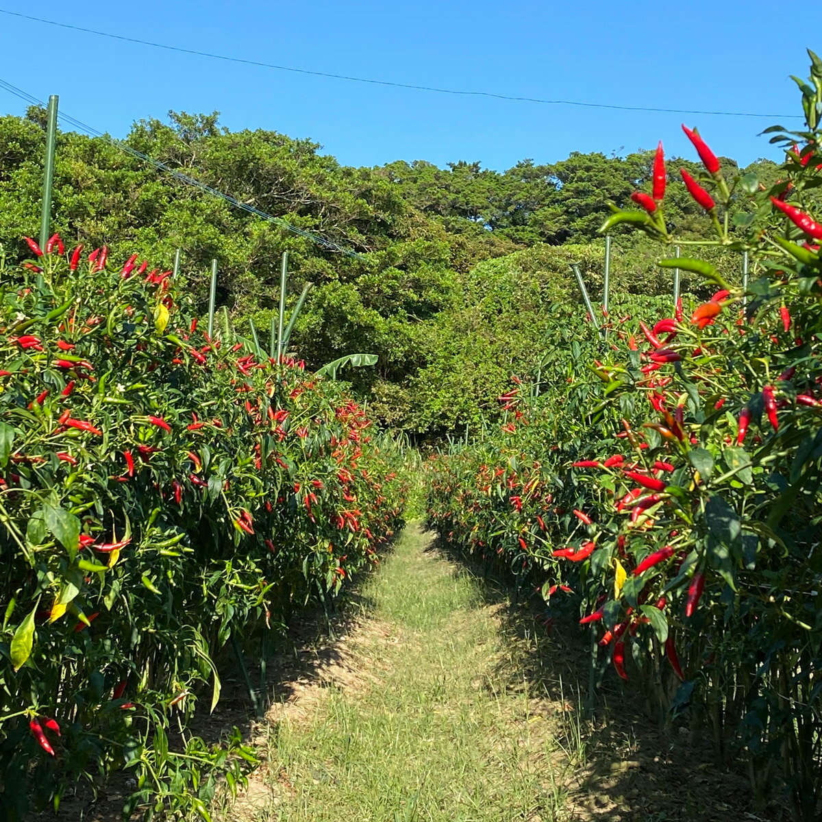 ��� ʿ����ܥ�� ʴ��ܥ ��̣�� �ͤ��碌 ���ե�BOX Ĵ̣�� Ĵ̣�� ����� �� ��̣ ��ɻ� ��ܥ �²λ����� ���ѥ��� ������