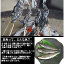 山形県産 冷凍岩魚 10匹（腹抜き) 　 焼き魚・揚げ物に最適な大きさ